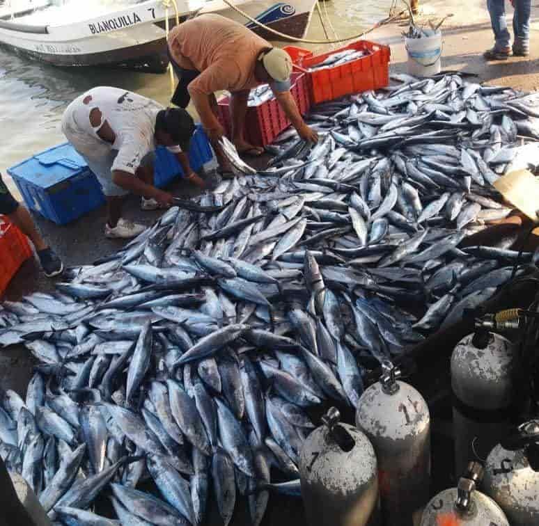 Pescadores de Veracruz registran nueva captura de sierra y pámpano previo a evento de norte