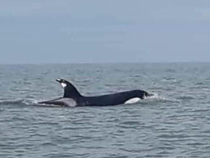 Trasciende avistamiento de orca en costas de Coatzacoalcos