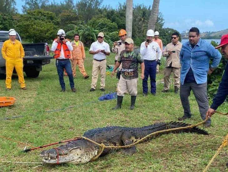 Cocodrilos hacen de lagunas y riachuelos de Coatzacoalcos su hogar