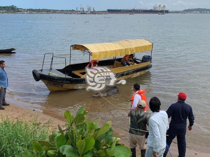 Capturan cocodrilo moreletti de 4 metros y medio en Coatzacoalcos (+Video)