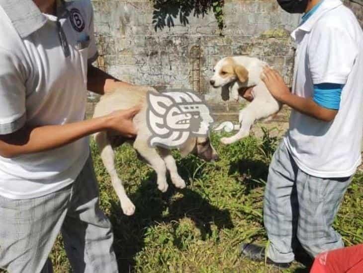 Rescatan a cachorros abandonados en Moloacán