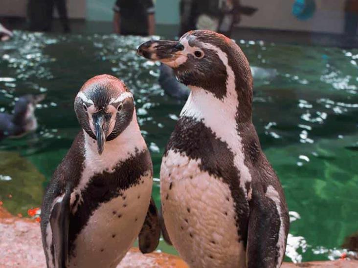 Pingüinos, padrinos en bodas colectivas en el Aquarium del puerto de Veracruz