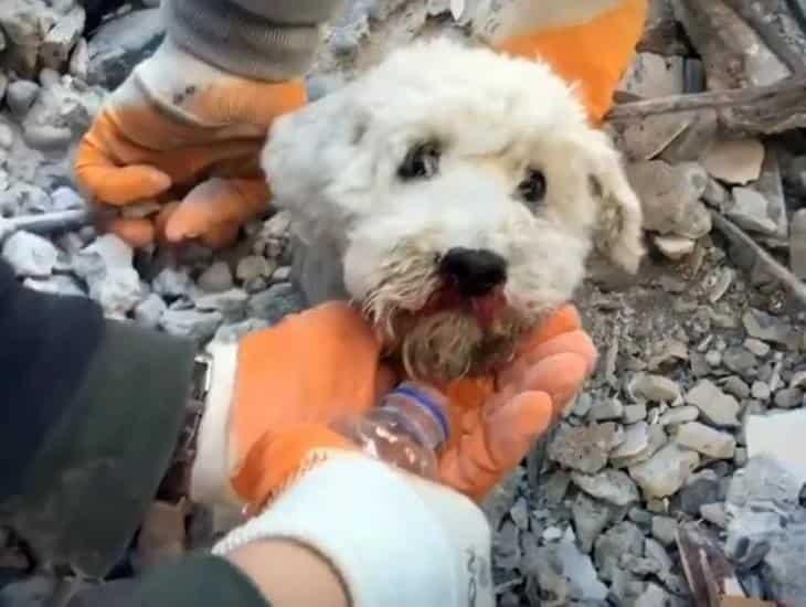 Sismo en Turquía: Rescatan a perrito de entre los escombros (+Vídeo)