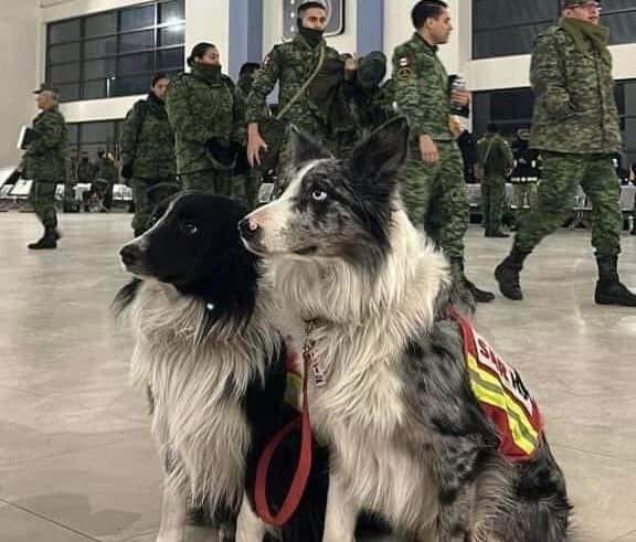 Balam y Orly, hijos de perrito envenenado, viajaron a Turquía