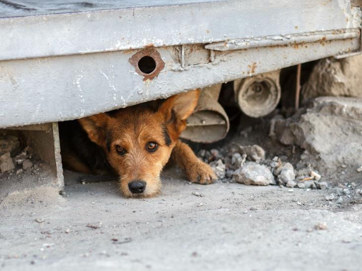 Mutilan y envenenan a perros y gatos en este fraccionamiento de Veracruz