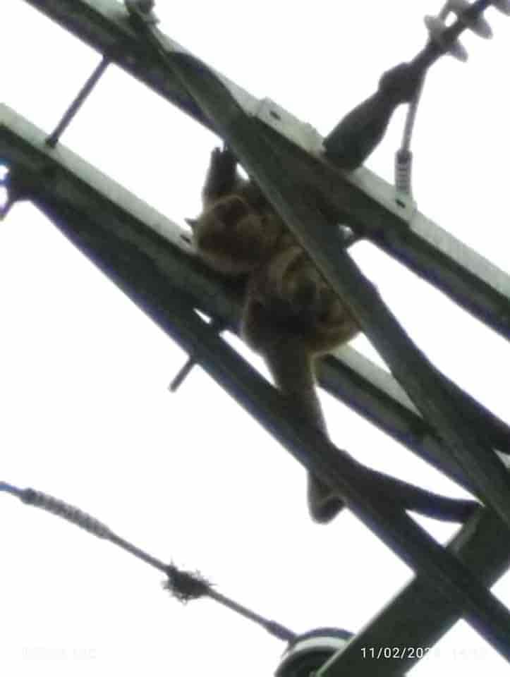 Bomberos de Fortín rescatan a oso hormiguero electrocutado