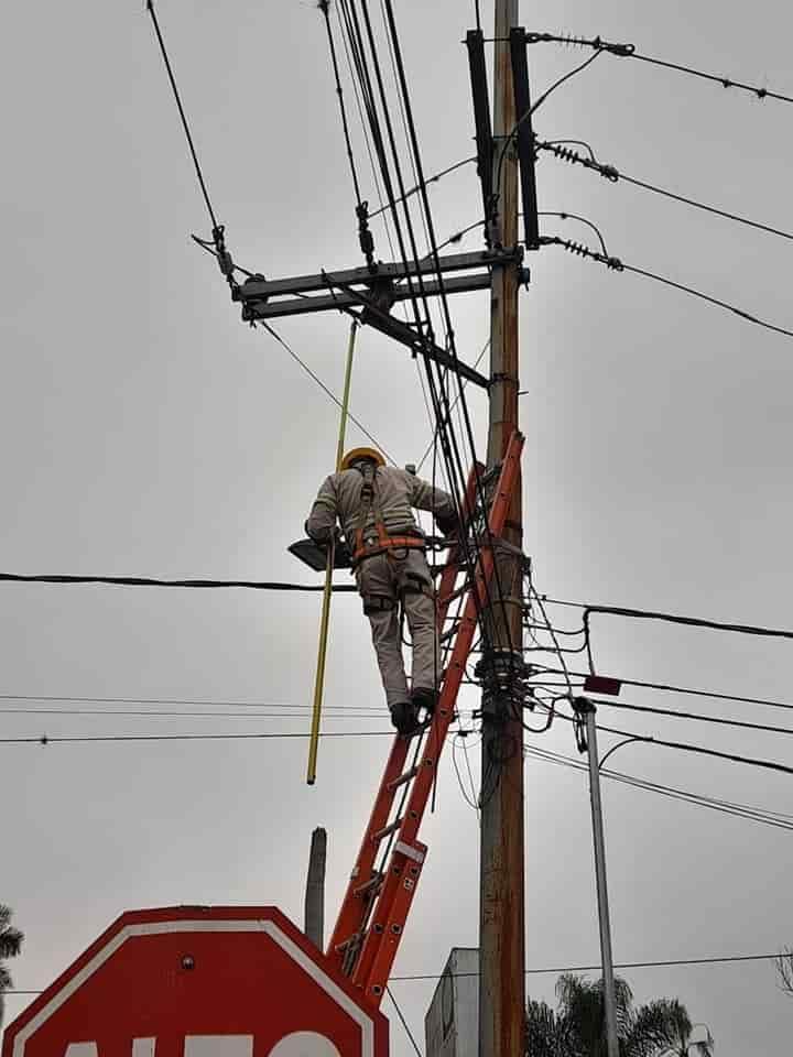 Bomberos de Fortín rescatan a oso hormiguero electrocutado