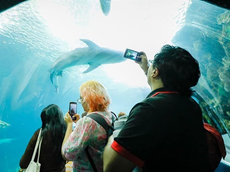 Más de 6 mil 800 visitaron este martes el Aquarium; la entrada fue gratuita