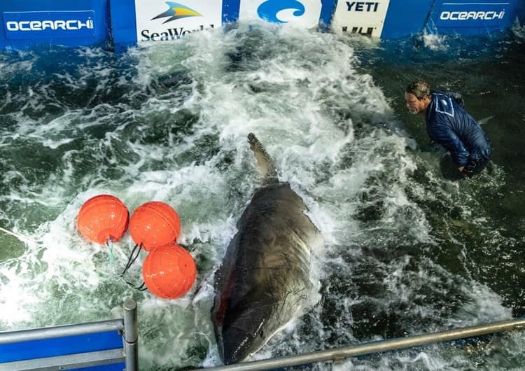 Enorme tiburón blanco ronda las aguas de Veracruz