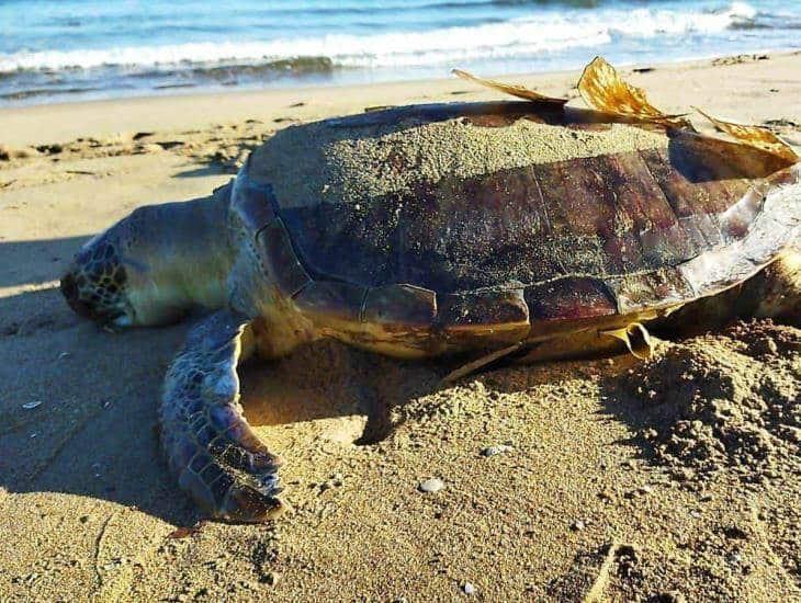 Hallan tortuga muerta en Villa Allende; la primera de 2023 (+Vídeo)