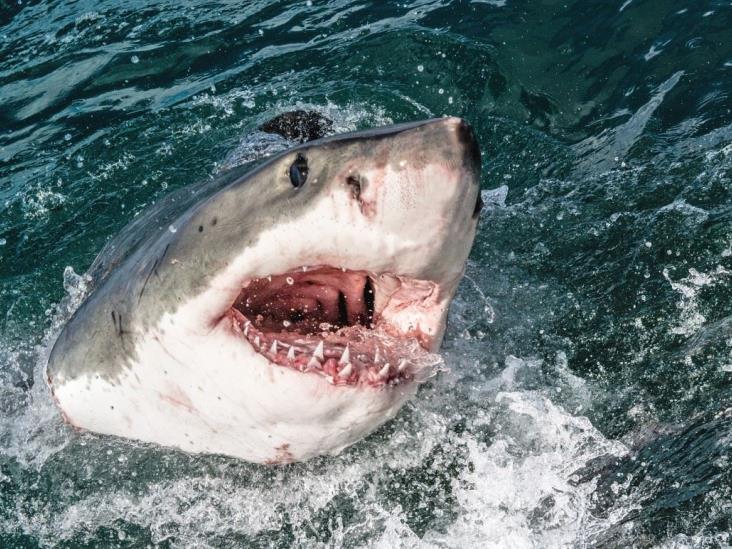 Enorme tiburón blanco ronda las aguas de Veracruz