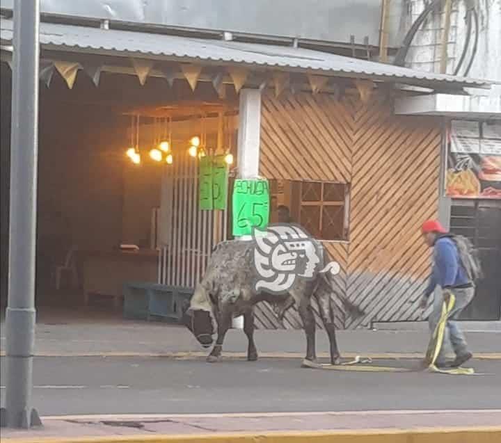 Vuelca tráiler cargado de ganado en la Orizaba-Puebla; rapiñeros roban mercancía