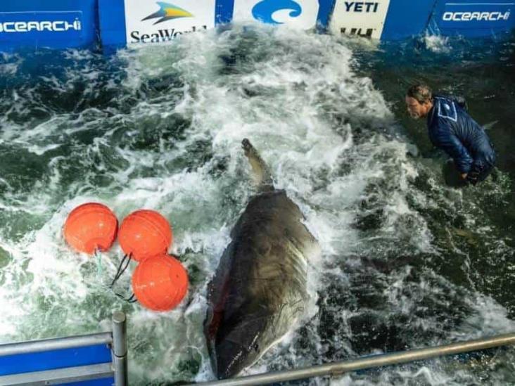 En alerta, pescadores de Veracruz por presencia de tiburón blanco