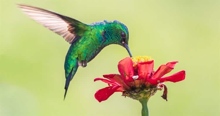 Colibríes, hermosos y necesarios: polinizan más de 10 mil especies de flores