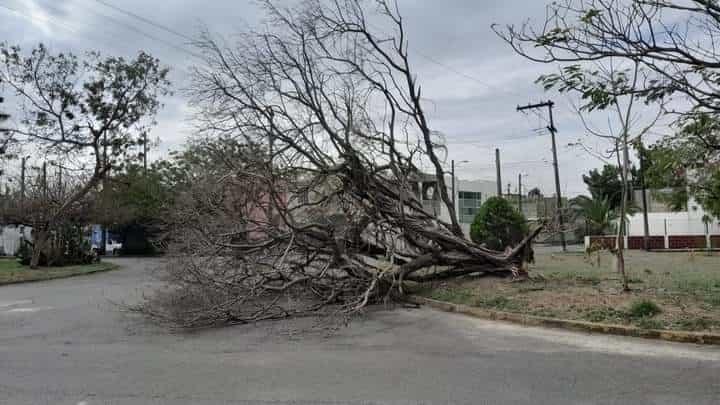 Vientos del norte derriban árbol en fraccionamiento de Veracruz