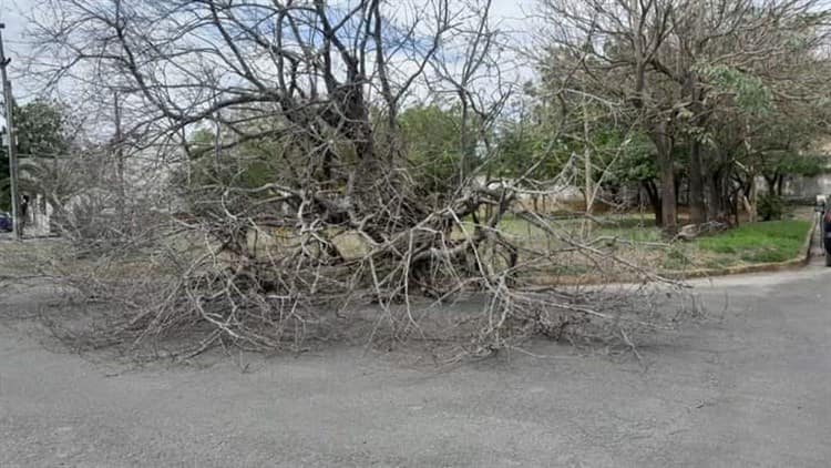 Vientos del norte derriban árbol en fraccionamiento de Veracruz