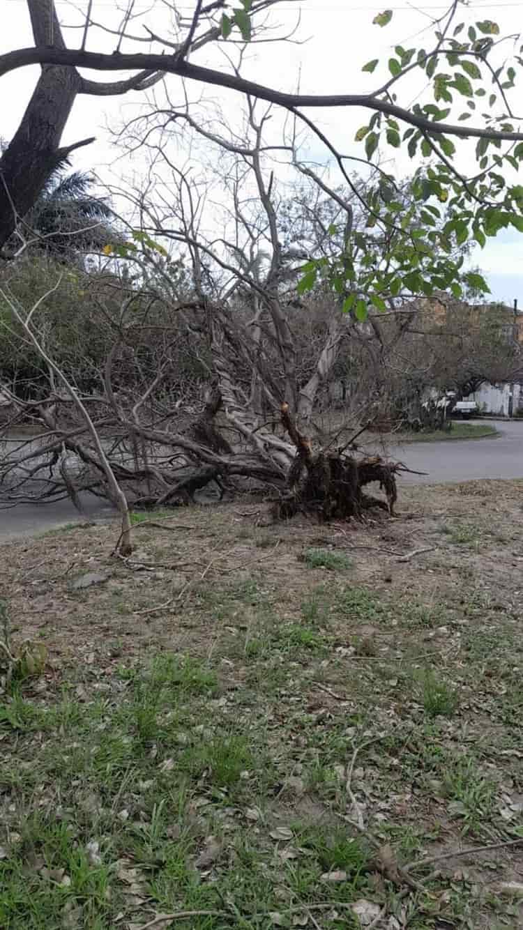 Vientos del norte derriban árbol en fraccionamiento de Veracruz