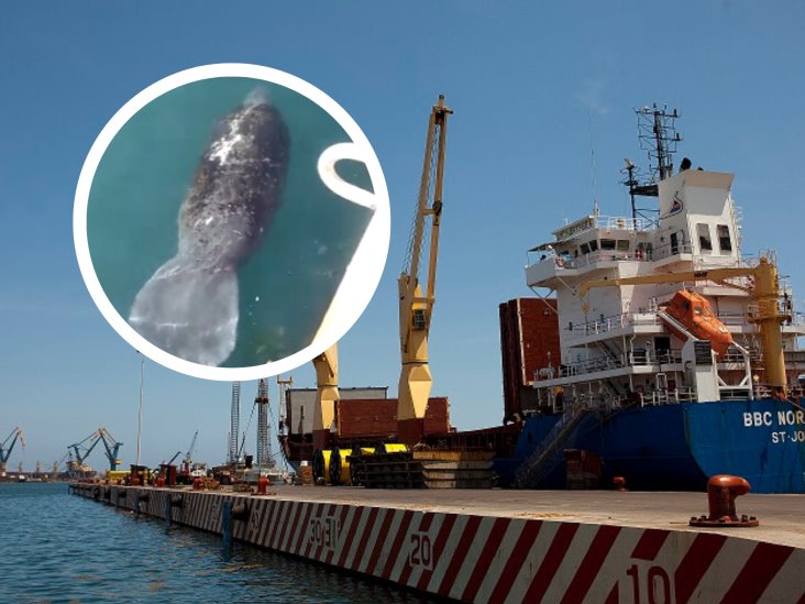 Sorprende manatí en muelle del puerto de Veracruz(+Video)