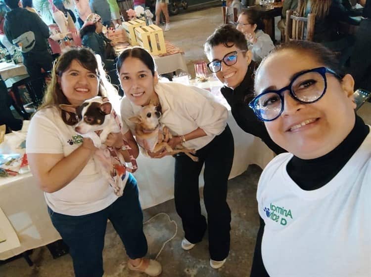 Encuentran hogar para perros rescatados en Veracruz