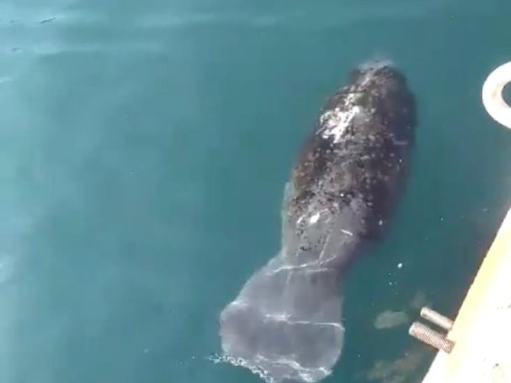 Aquarium de Veracruz se dice atento para salvaguardar el manatí visto en el puerto