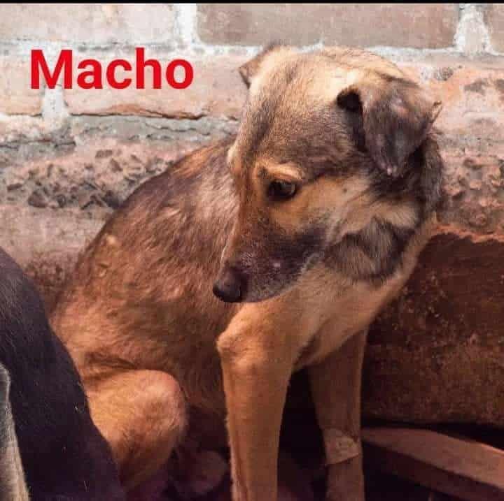 Buscan hogar para 16 cachorros que fueron abandonados en Huiloapan