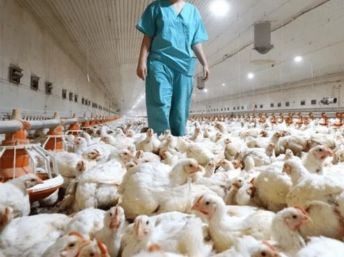 Fallece niña tras contraer gripe aviar en Camboya, es la primera muerte en años