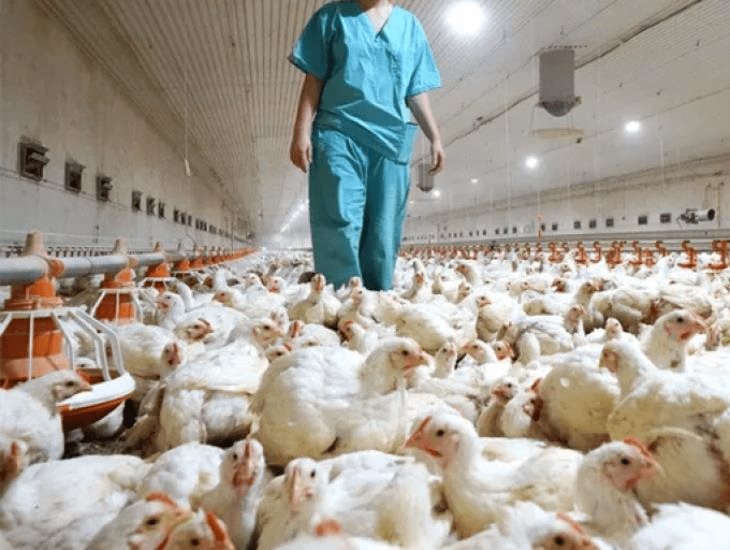 Detectan nuevo caso de gripe aviar H3N8 en China