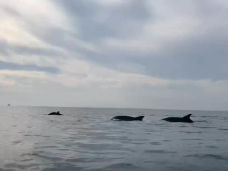 Andan turisteando; avistan delfines cerca de la Isla de Sacrificios