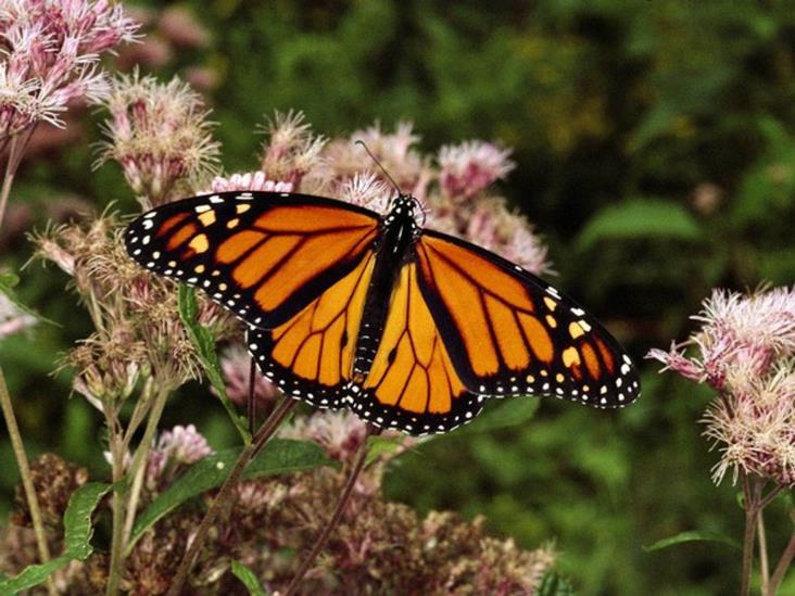 Va mariposa monarca de regreso a EU y Canadá