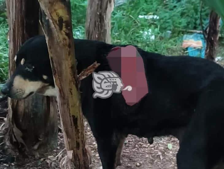 Machetean a perrito en municipio del sur de Veracruz