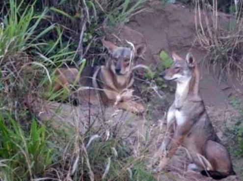 En Coatzacoalcos, manada de coyotes ha crecido, afirma ambientalista