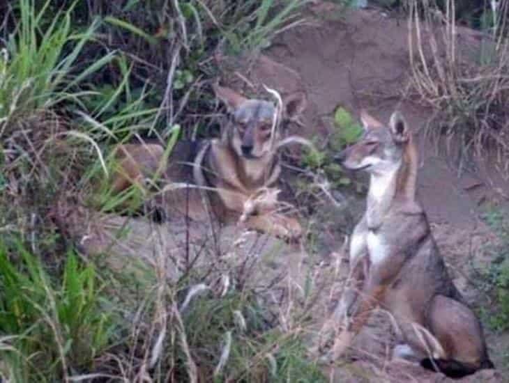 En Coatzacoalcos, manada de coyotes ha crecido, afirma ambientalista