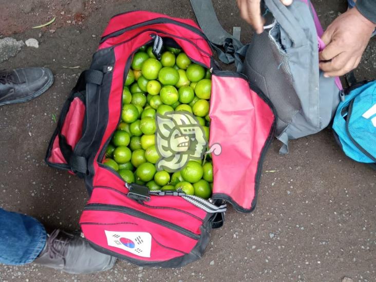 Mochileros arrasan con la cosecha de limón