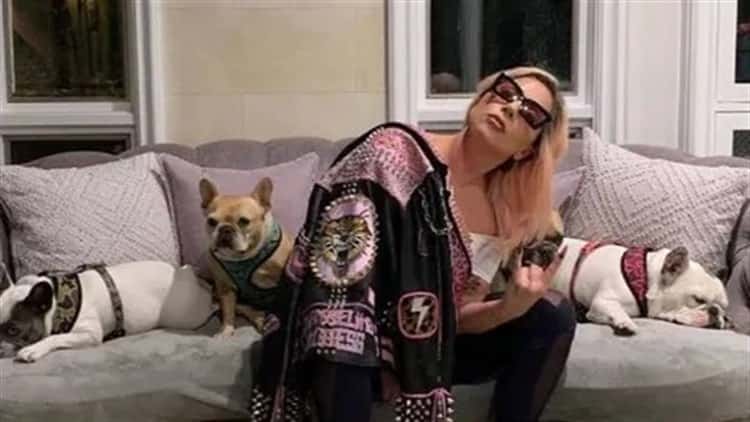 Lady Gaga es demandada por no pagar recompensa de sus perros