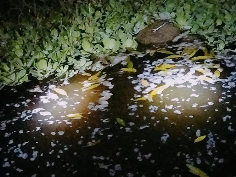 Denuncian ecocidio de peces por desechos tóxicos de empresa en San Rafael