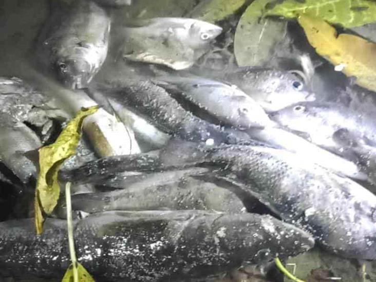 Denuncian ecocidio de peces por desechos tóxicos de empresa en San Rafael