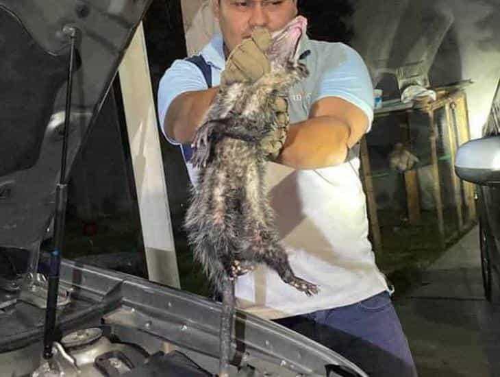 Rescatan y liberan a curioso tlacuache en Ciudad Mendoza