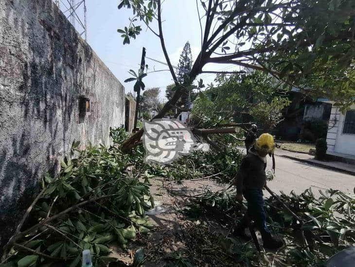 Árbol cae y termina sobre un auto en Coatzacoalcos (+Vídeo)