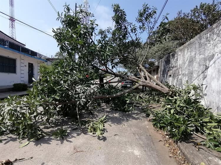 Árbol cae y termina sobre un auto en Coatzacoalcos (+Vídeo)