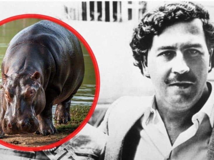 Llegarán 70 hipopótamos pertenecientes a Pablo Escobar a México