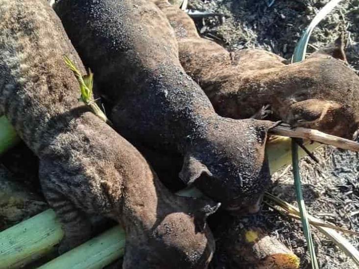 Hallan a tigrillos muertos en cañales de la Cuenca del Papaloapan