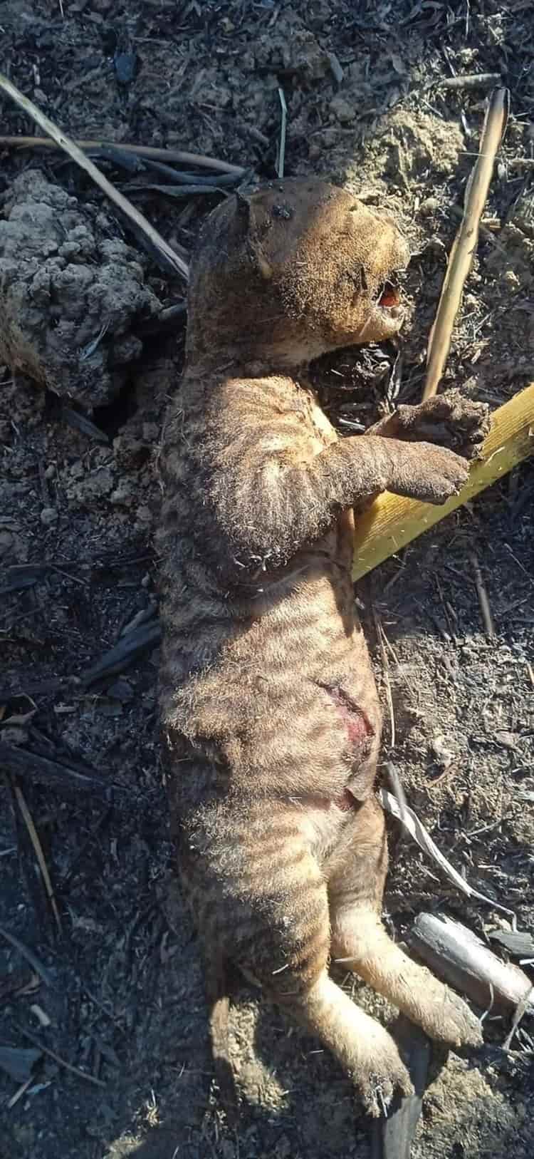 Hallan a tigrillos muertos en cañales de la Cuenca del Papaloapan