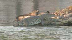 Apoyaría PMA en traslado del cocodrilo de laguna Malibrán al zoológico de Veracruz