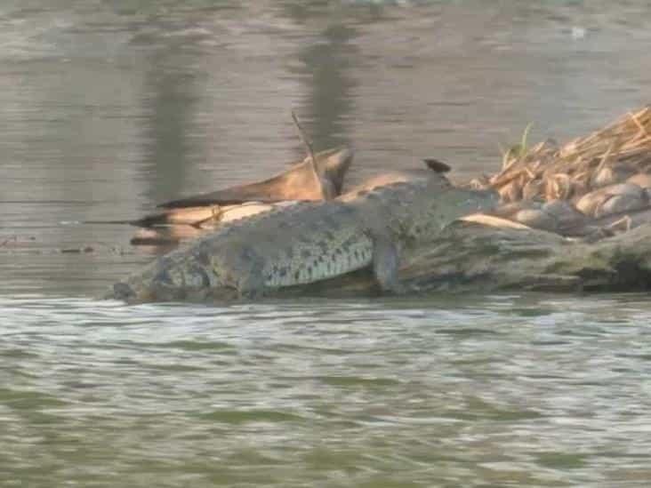 Apoyaría PMA en traslado del cocodrilo de laguna Malibrán al zoológico de Veracruz