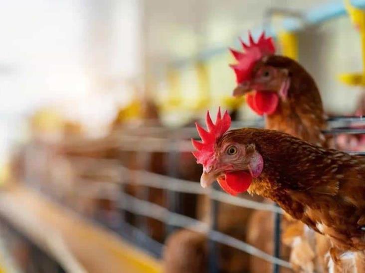 Aves dentro de granjas en Veracruz libres de gripe aviar