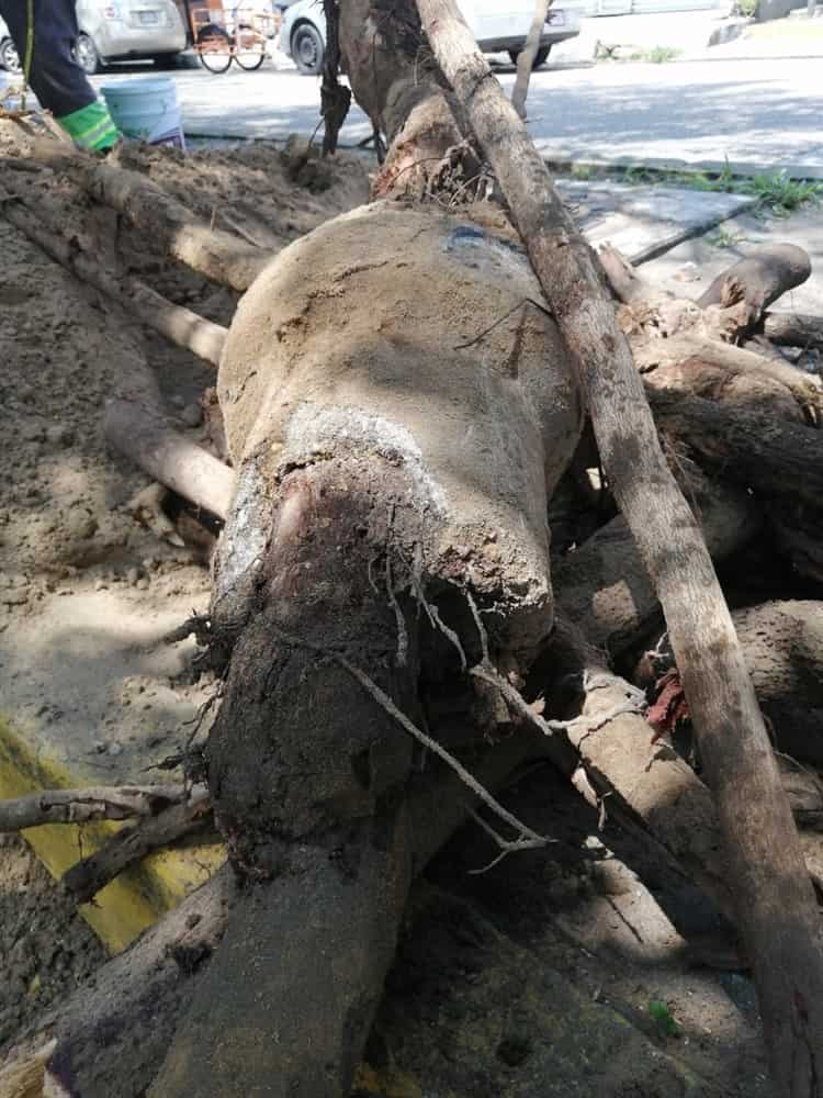 Enormes raíces tapan tuberías en Coatzacoalcos