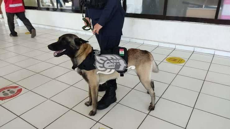 Policía de Coatzacoalcos entrena perros para detección de drogas