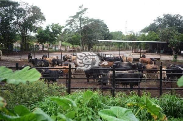 En Coatzacoalcos esperan información sobre importación de carne bovina
