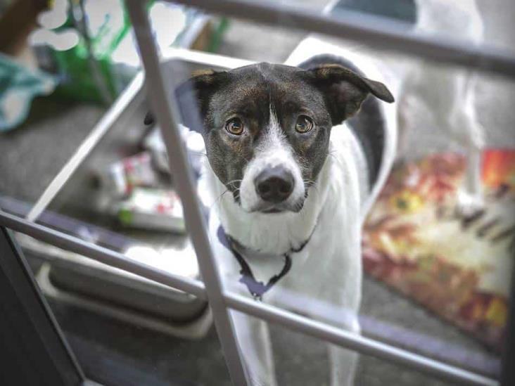 Investigan veterinaria que vendería presuntamente carne de perro a taquerías en San Luis Potosí