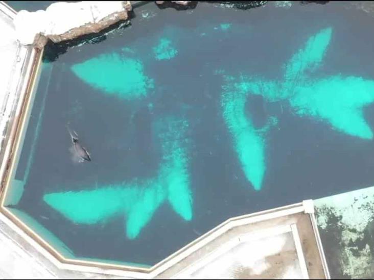 Al fin libre. Murió Kiska, la orca más solitaria del mundo (+Video)